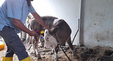Gazipaşa'da 4 bin 700 büyükbaş hayvana şap aşısı yapıldı