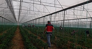 Gazipaşa'da Akdeniz meyve sineği ile mücadele başlatıldı