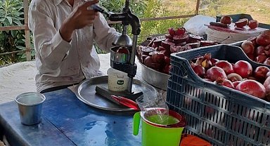 Gazipaşa'da çekirdeksiz ve dikensiz narın hasadında sona gelindi