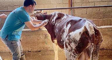 Gazipaşa'da şap aşısı yapılmaya başlandı