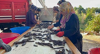Geçen sene kilosu 40 TL olan keçiboynuzu ağaçta kaldı