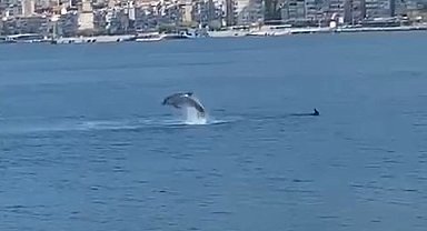 Gemlik Körfezi'nde yunusların şovu izleyenleri büyüledi