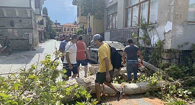 Gövdesi çürüyen asırlık çınar ağacı sokak üzerine devrildi