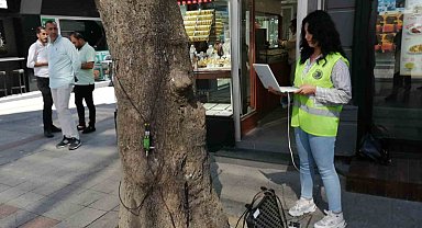 Kartal'da devrilme riskine karşı ağaçların 'tomografisi' çekildi