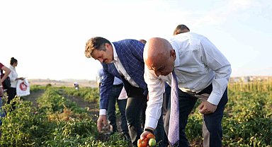 Keçiören'de Belediyesinin bostanlarında hasat yapıldı