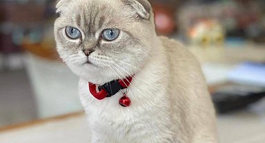 Kuryenin vurulduğu çatışmanın arkasından "çalıntı kedi" çıktı