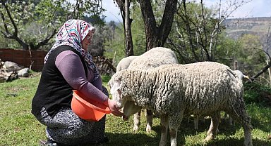Merkezefendi'de 'Küçükbaş hayvan ve yem desteği' kayıtları başladı