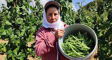 Meşhur Çameli fasulyesinde hasat devam ediyor