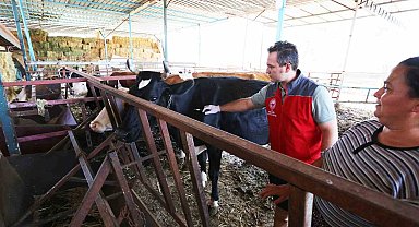 Muğla'da sonbahar dönemi şap aşılaması başladı