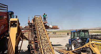 Muş'un Malazgirt ilçesinde pancar alım kampanyası başladı