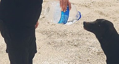 Otomobilindeki 5 litre suyu köpeklere elleriyle içirdi, duygusal anlar yaşandı