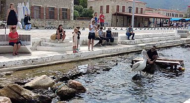 Pelikan 'Tosun' bu yaz da Foça'yı tercih etti