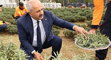 Şifa Kapısı'nda bitki hasadı