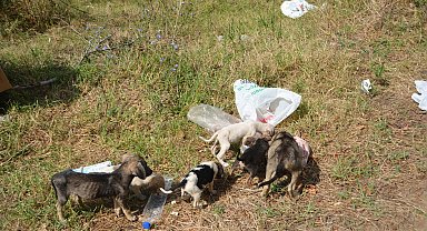 Sinop Mertoğlu köyünde başıboş köpek sorunu