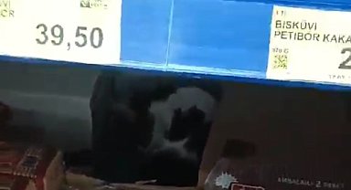 Sultangazi'de BİM'e giren kedi ürünlerin arasında dolaştı