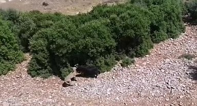 Teknolojik çoban sürüye saldıran kurdu dronla adım adım takip etti