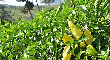 Tescilli Kale biberinde hasat devam ediyor
