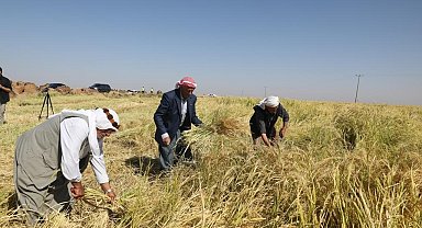 Tescilli Karacadağ pirincinin hasadına başlandı