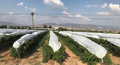Üzümler branda örtülerle koruma altına alındı