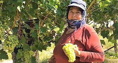 Yağışlar üzüm üreticisini yeni çözümlere yöneltti