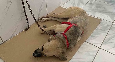 Yaralı halde bulunan sokak köpeğinin röntgen görüntüsü şoke etti