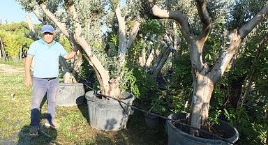 Zeytin Ağaçları Saksıya Girdi