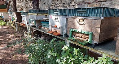 Zeytinburnu'nda bal toplama hasadı yapıldı