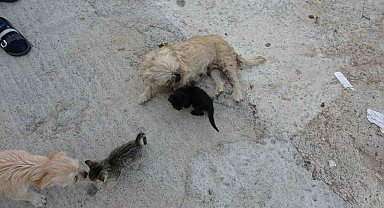 1.5 yaşındaki köpek, anneleri ölen kedilere annelik yapıyor