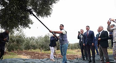 Aliağa'da 2. Zeytin Hasat Şenliği düzenlendi