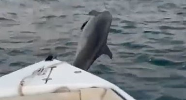 Antalya'da balıkçıya gösteri yapan yunus görsel şölen oluşturdu