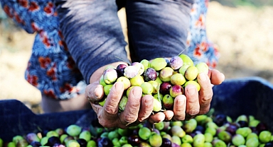 Ayvalık 18. Uluslararası Zeytin Hasat Festivali Başlıyor