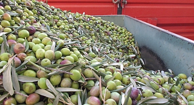 Balıkesir'de Yeşil Zeytin Alımı Başladı 