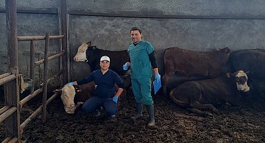 Çan'a gelen ithal hayvanların kontrolleri yapılıyor