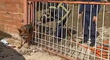 Demir kapıya sıkışan köpeği itfaiye kurtardı