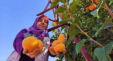 Denizli'de cennet hurmasında hasat zamanı