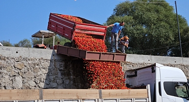 Rekolte ve Fiyatlardaki Düşüş Domates Üreticisini Üzdü