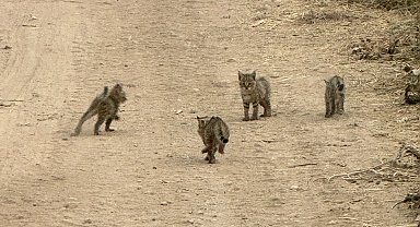 Şanlıurfa'da nesli tükenme tehlikesi altında olan vaşak ve yavruları görüntülendi
