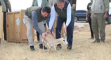 Şanlıurfa'da yetiştirilen 20 ceylan doğaya salındı