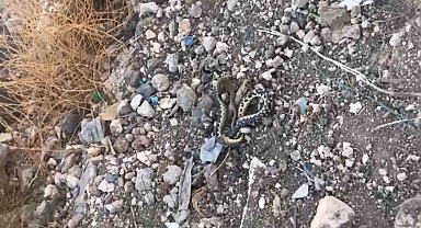 Şanlıurfa'da yılan operasyonu