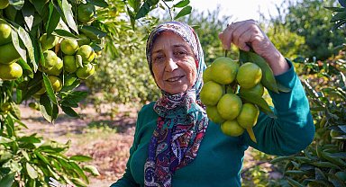 Satsuma mandalinasında hasat dönemi başladı