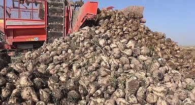 Tahıl ambarı Konya'da 7 milyon ton pancar rekolte beklentisi
