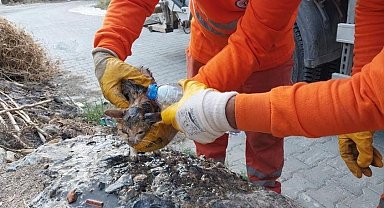 Temizlik işçilerinin dikkati canlı olarak çöpe atılan kedi yavrusunu kurtardı