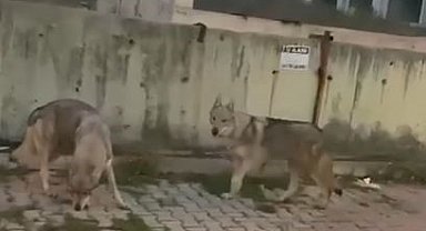 Aç kalan kurtlar İstanbul'da şehir merkezine indi