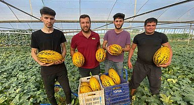 Antalya'da örtüaltı kavun hasadı üreticinin yüzünü güldürüyor
