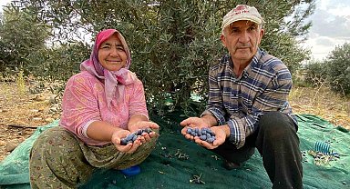 Antalya'da şarkılı türkülü zeytin hasadı