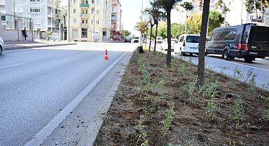 Atikhisar caddesi lavantalar ile donatıldı