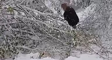 Bursa'da ağacın elektrik direğinin üzerine devrilmesi kesintiye yol açtı