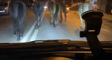 Bursa'da başıboş atlar trafiği zora soktu
