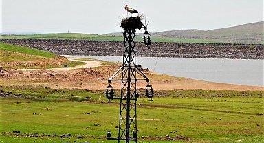 Dicle Elektrik'ten leylekler için Dicle Vadisi'nde yuva