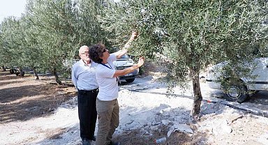 Doktorluğu bırakıp zeytin üreticisi oldu